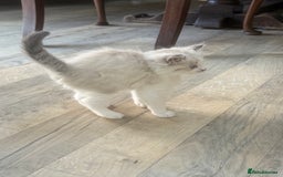 Mixed Breed cats for sale: White and dappled little girl  - Image 10