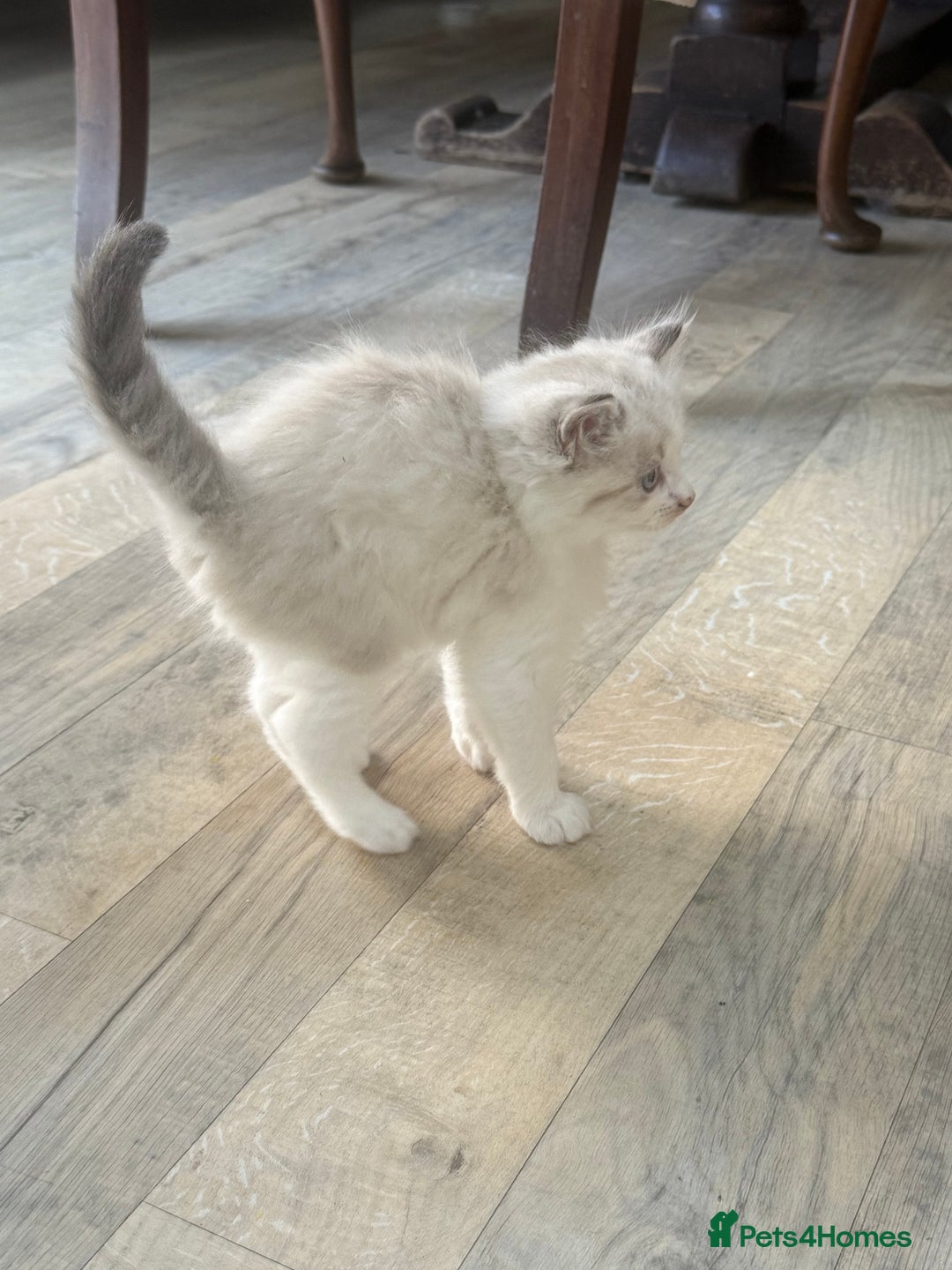 Mixed Breed cats for sale: White and dappled little girl  - Image 10