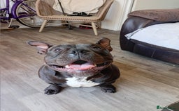 Mixed Breed dogs for sale: Pocket bully  - Image 8
