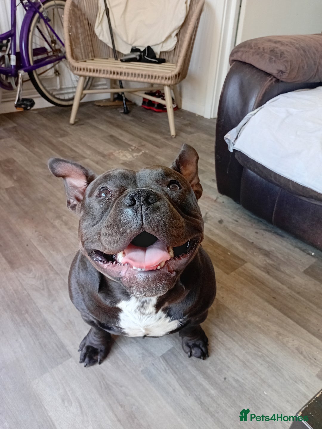 Mixed Breed dogs for sale: Pocket bully  - Image 8