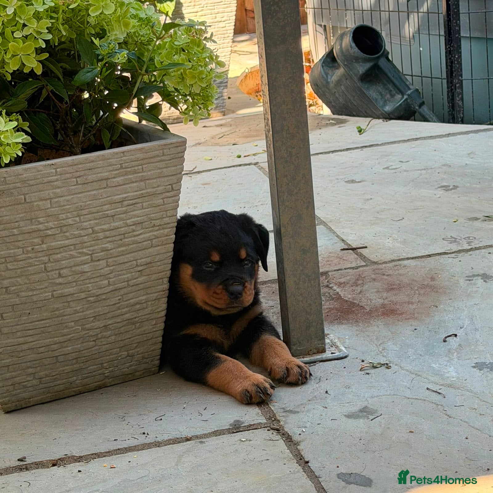 Rottweiler dogs ⭐️4 Rottweiler Boys For Sale ⭐️ - Advert 2