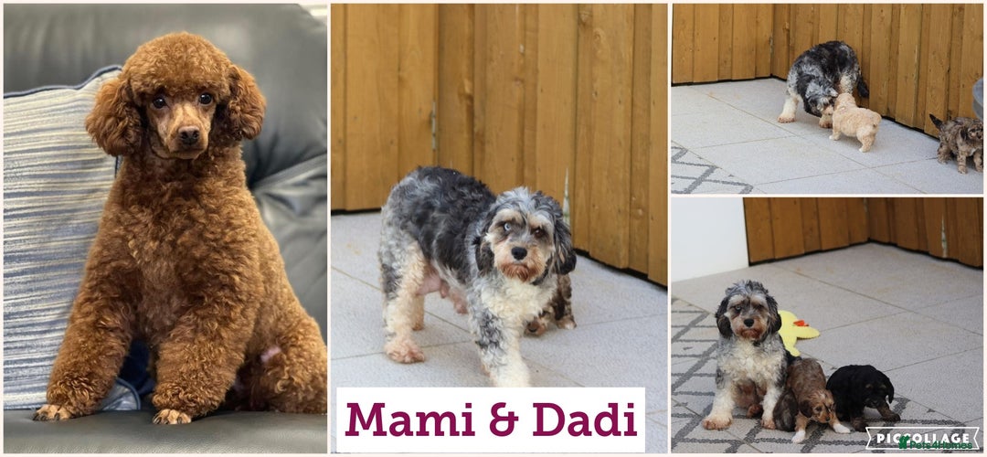 Cockapoo dogs for sale: Cockapoo puppies for sale!  - Advert 2