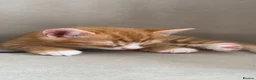 Mixed Breed cats for sale: Kittens for sale - Advert 3