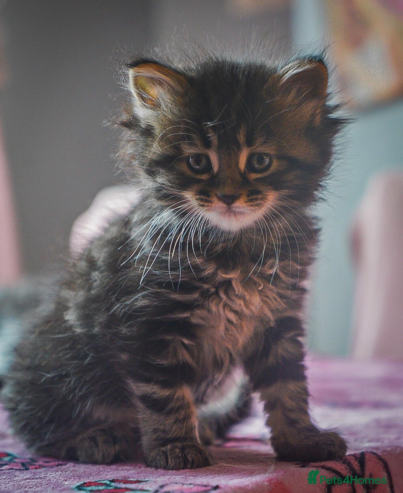 Maine Coon cats full breed Maine coon kittens reduced to £795 - Advert 6