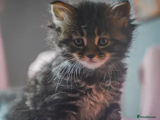 Maine Coon cats full breed Maine coon kittens reduced to £795 - Advert 6