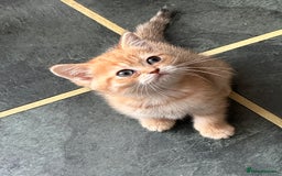 Scottish Fold cats for sale: Adorable pedigree kittens - Image 4