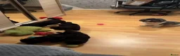 Shihpoo dogs for sale: Beautiful Shihpoo puppies  - Advert 1