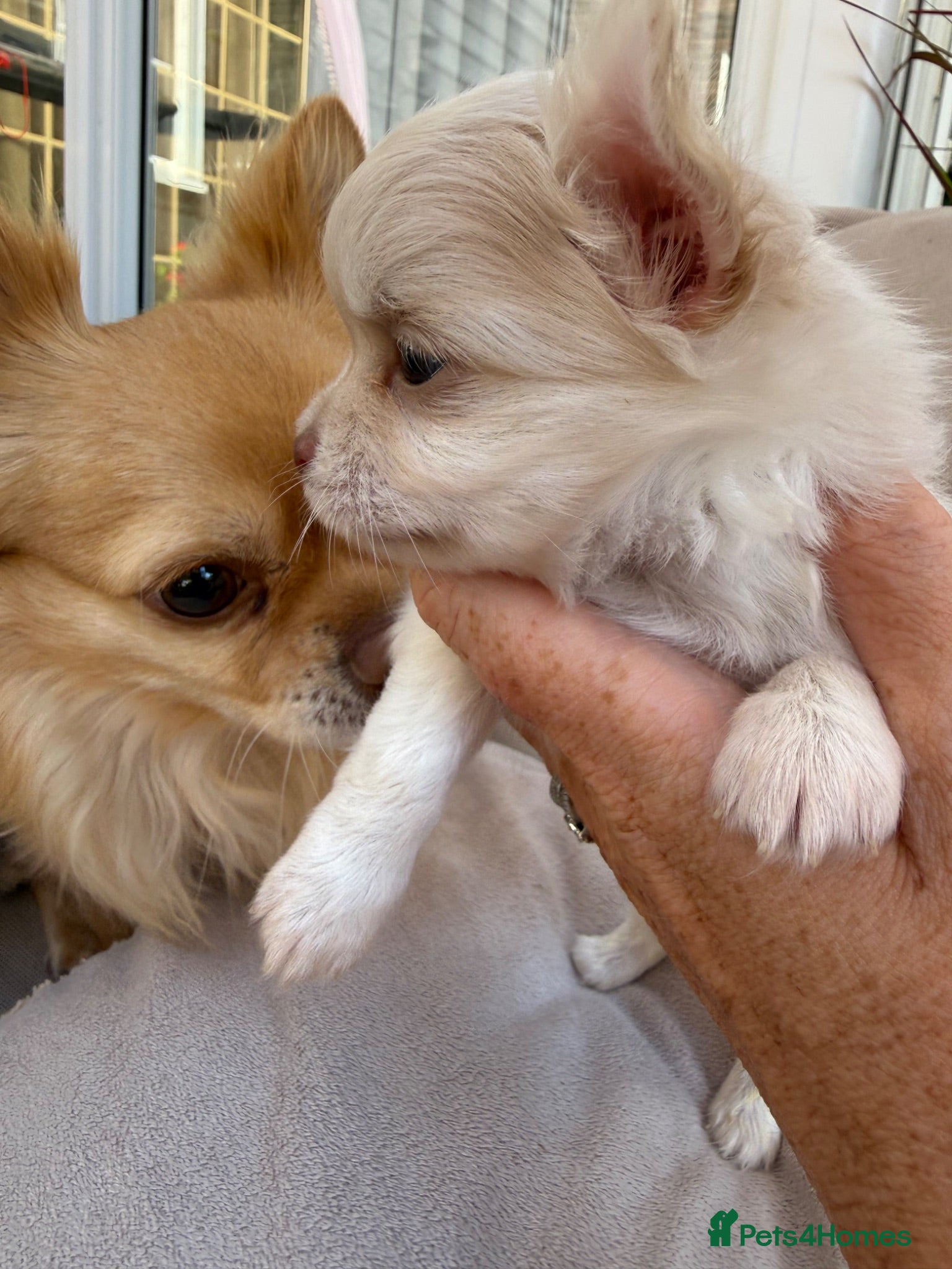 Chihuahua dogs Oh hey! We are new here! Beautiful Chihuahua pups - Advert 5