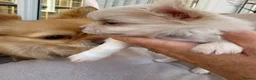 Chihuahua dogs for sale: All puppies sold 🩵🐾 - Advert 13