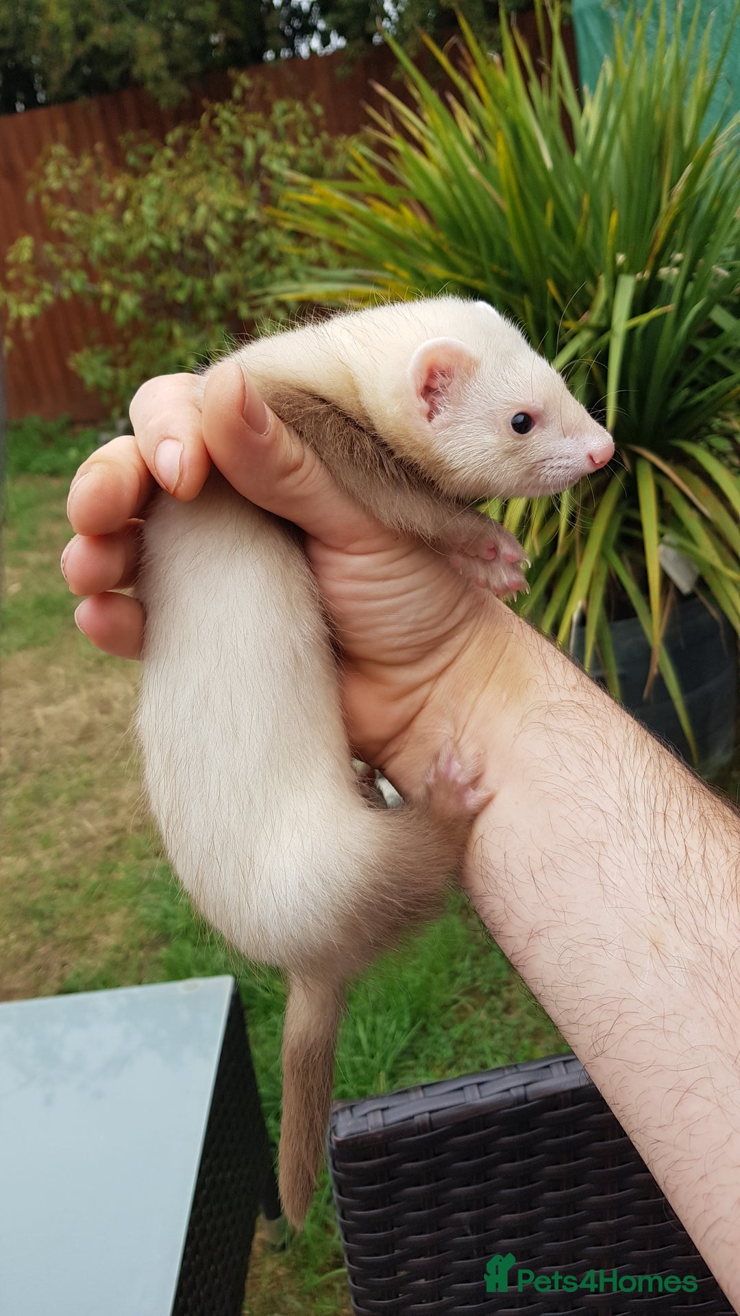 Ferret rodents for sale: Last 2 Jill's ready to leave now  - Image 1