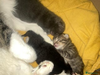Mixed Breed cats Beautiful 1-Week-Old Kittens for Sale - Advert 1