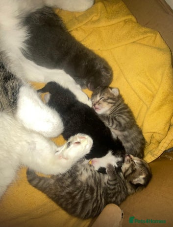 Mixed Breed cats Beautiful 1-Week-Old Kittens for Sale - Advert 1