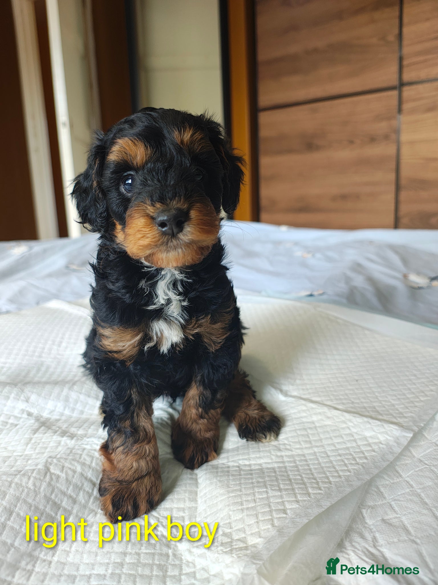 Cockapoo dogs Gorgeous Cockapoo puppies F1B - Advert 15