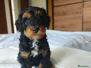 Cockapoo dogs Gorgeous Cockapoo puppies F1B - Advert 15