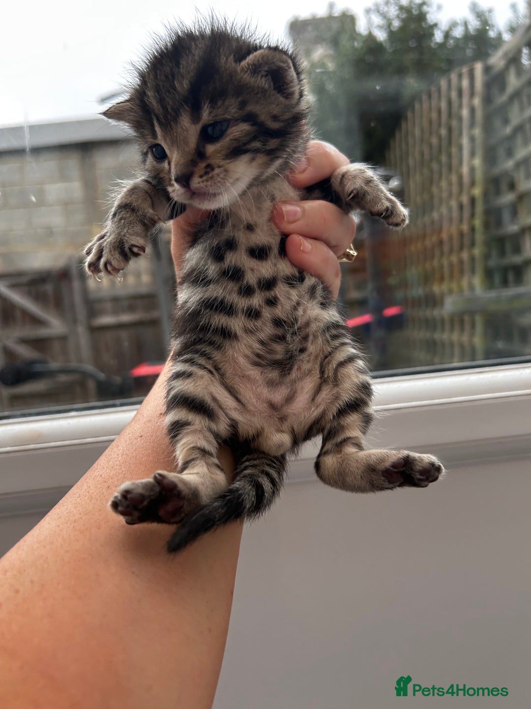 Bengal cats for sale: Bengal cross kittens  - Image 9