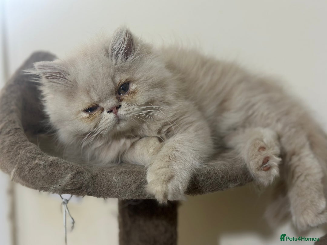 Persian cats for sale: Pedigree Persian female kittens for sale - Image 14