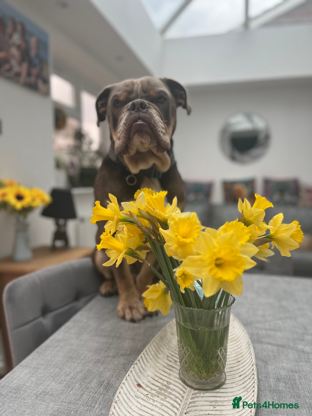 English Bulldog dogs for sale: Bulldog  - Image 2