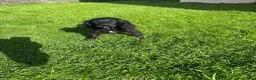 Cockalier dogs for sale: Fully vaccinated  - Advert 5