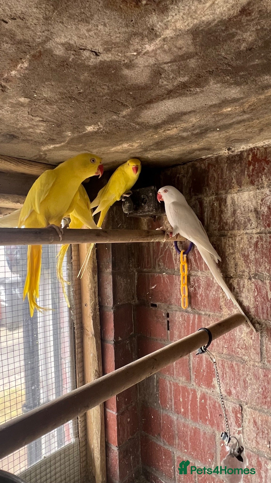 Mixed Breed birds Birds for sale *read description*  - Advert 1