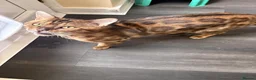 Bengal cats for sale: Exotic Bengal cat with bold rosettes  - Advert 4