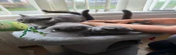 British Shorthair cats for sale: GGCF blue british shorthair kittens in Newport-on-Tay - Advert 3