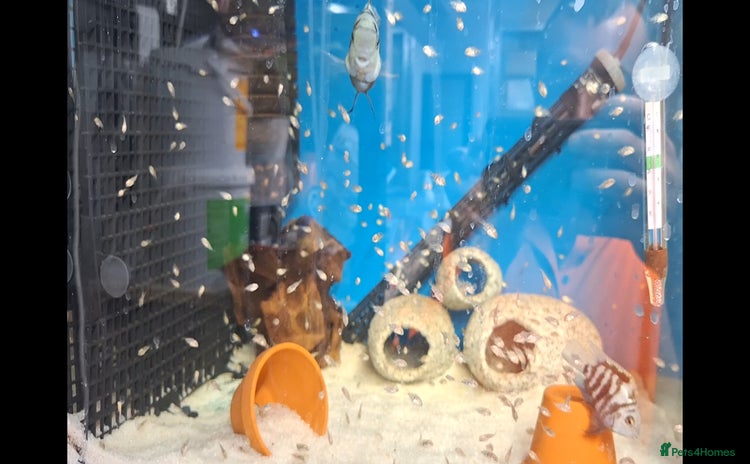 Cichlids fish - Advert 1