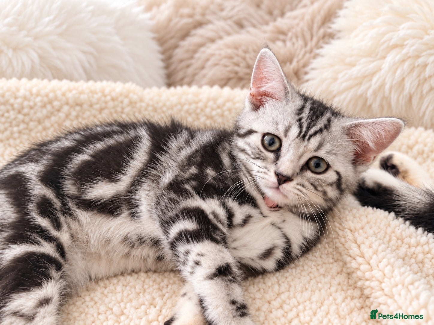 British Shorthair cats Stunning Silver BSH Kittens GCCF Champion Lines - Advert 1