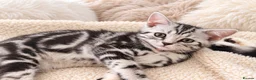 British Shorthair cats for sale: Stunning Silver BSH Kittens GCCF Champion Lines - Advert 1