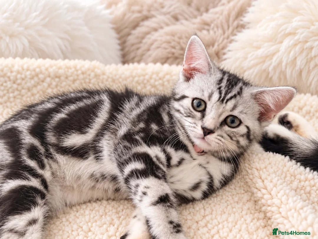 British Shorthair cats for sale: Stunning Silver BSH Kittens GCCF Champion Lines - Advert 1