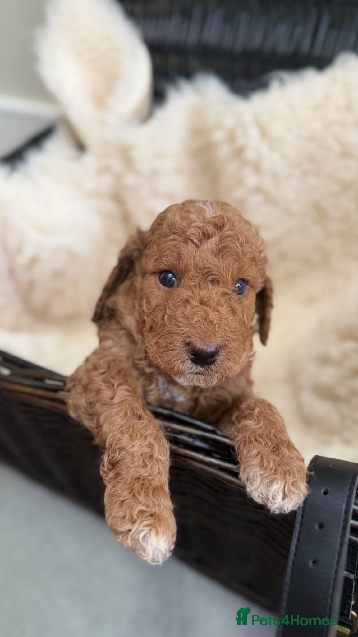 Cockapoo dogs Cockapoo puppies F1B  - Advert 2
