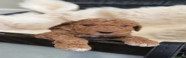 Cockapoo 4