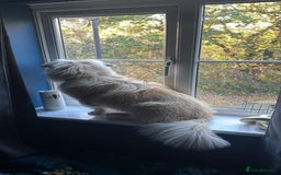 Mixed Breed dogs for adoption: Mabel  - Image 2