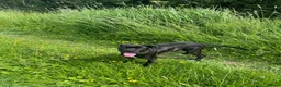 Cane Corso dogs for sale: Lovely cane corso female  - Advert 3