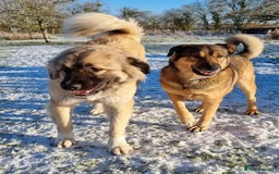 Mixed Breed dogs for adoption: TEDDY - Romanian Carpathian Shepherd Dog - Image 6