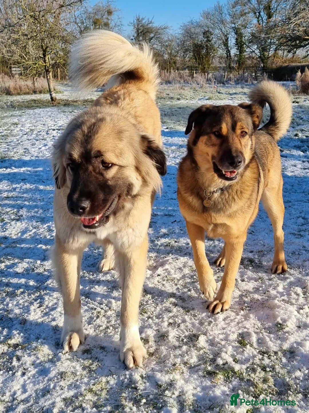 Mixed Breed dogs for adoption: TEDDY - Romanian Carpathian Shepherd Dog - Image 6
