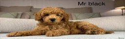Maltipoo dogs for sale: GORGEOUS MALTIPOOS. BOYS ONLY - Advert 22