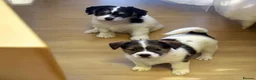 Jack Russell dogs for sale: Traditional short-legged Jack Russell puppy’s!  - Advert 8