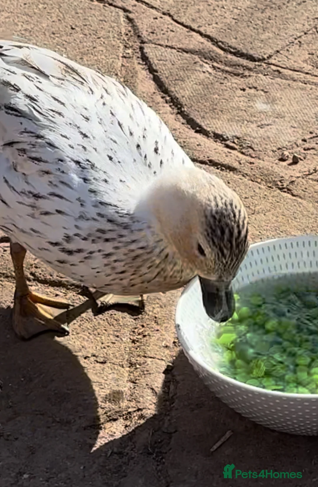 Ducks poultry for sale: Abacot Call Duck Hatching Eggs in Worcester - Advert 5