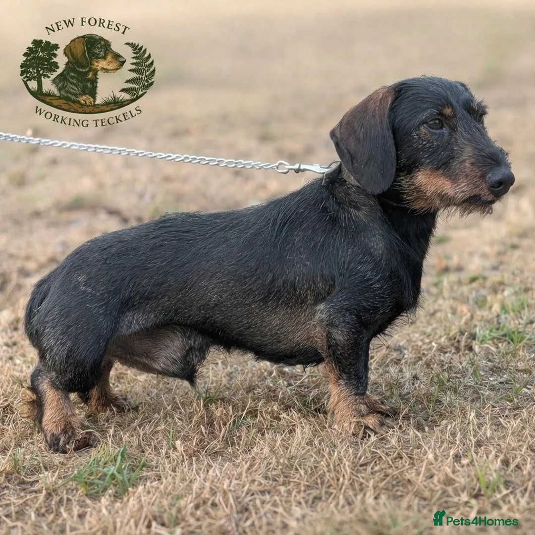 Dachshund dogs for stud: Teckel Dog For Stud  in New Milton - Advert 2