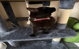 Mixed Breed cats for sale: I need to rehome my cat - Image 2
