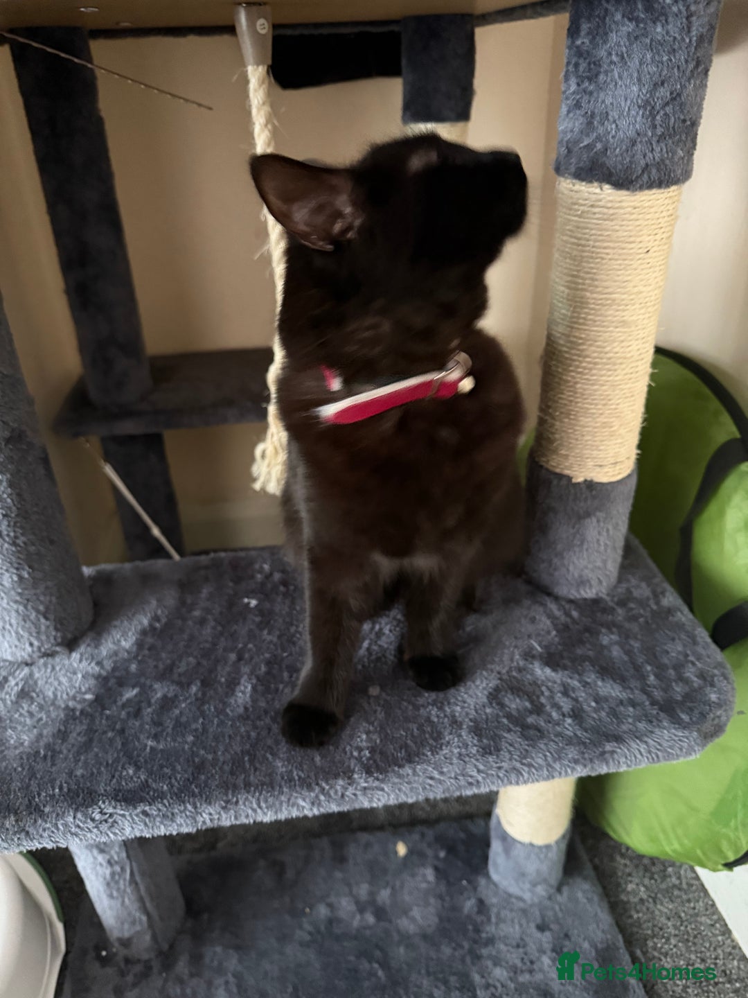Mixed Breed cats for sale: I need to rehome my cat - Image 2