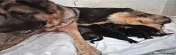 German Shepherd dogs for sale: Beautiful Smart German Shepherd Puppy - Advert 11
