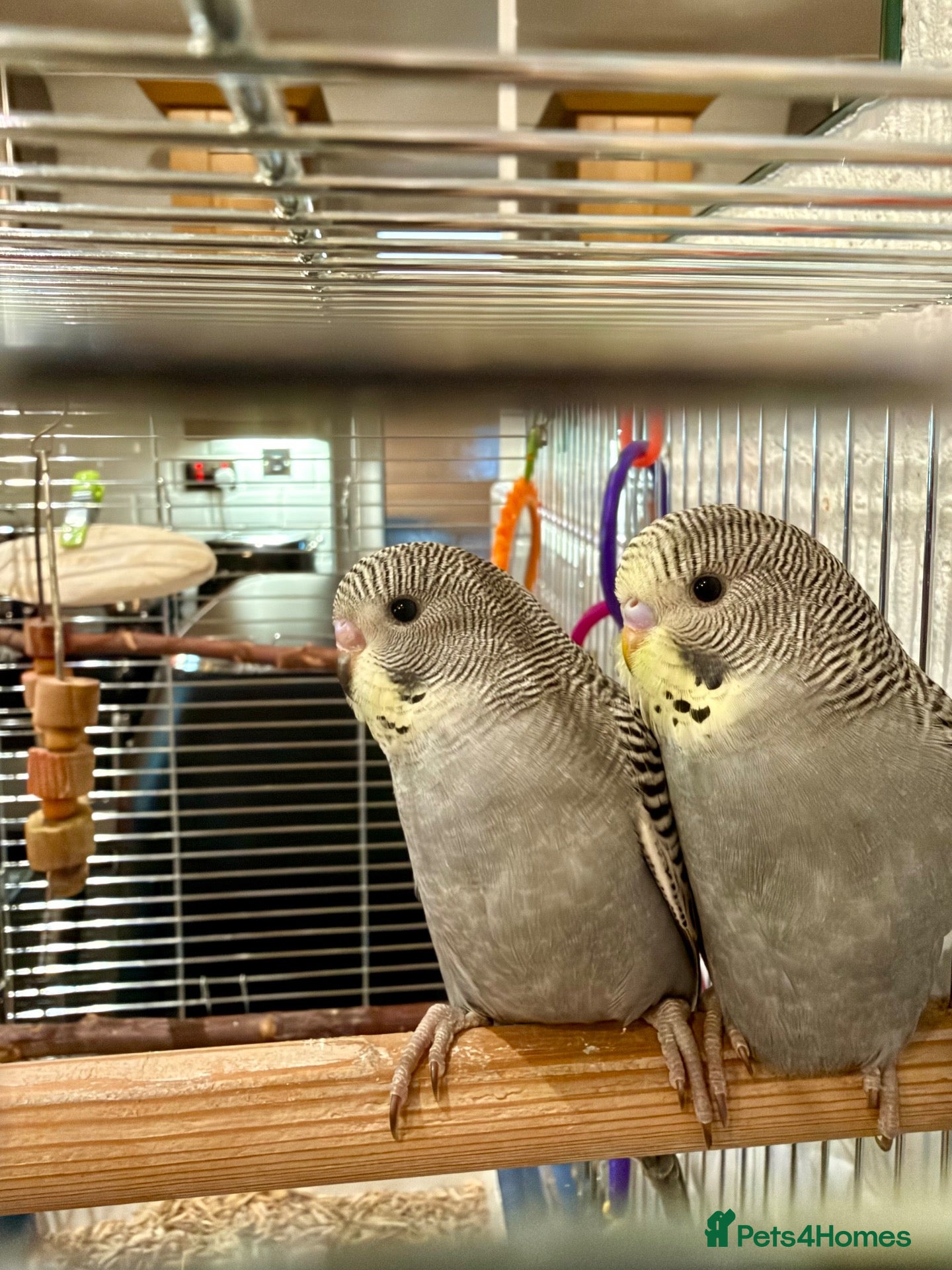 Budgerigars birds 2 beautiful baby budgies/cage/accessories - Advert 8