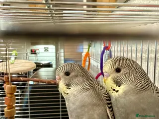 Budgerigars birds 2 beautiful baby budgies/cage/accessories - Advert 8