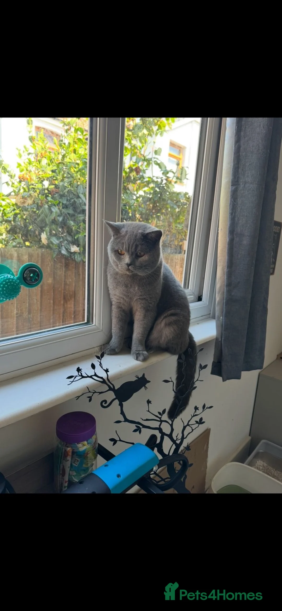 British Shorthair cats for sale: chunky big boy in Birmingham - Advert 2