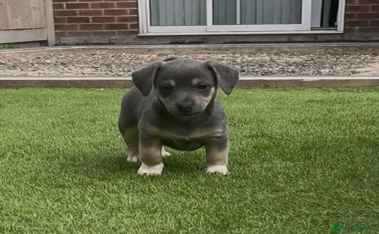 Jack Russell dogs - Advert 1