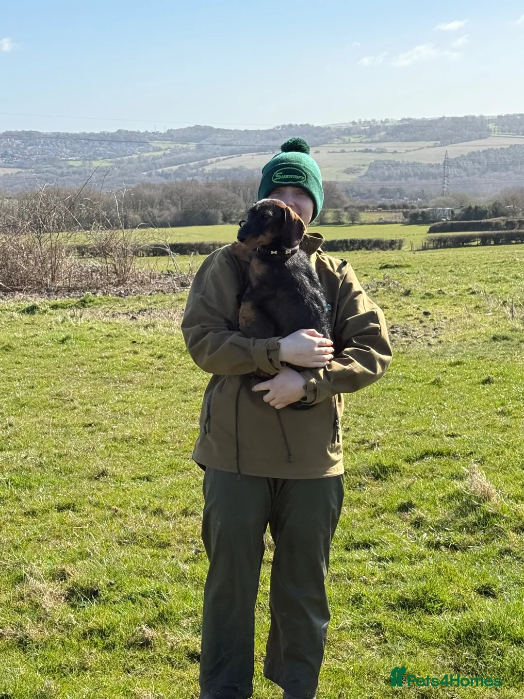 Miniature Dachshund dogs for stud: Stud: KCReg Miniature Wirehaired Dachshund/Teckel in Ryton - Advert 12