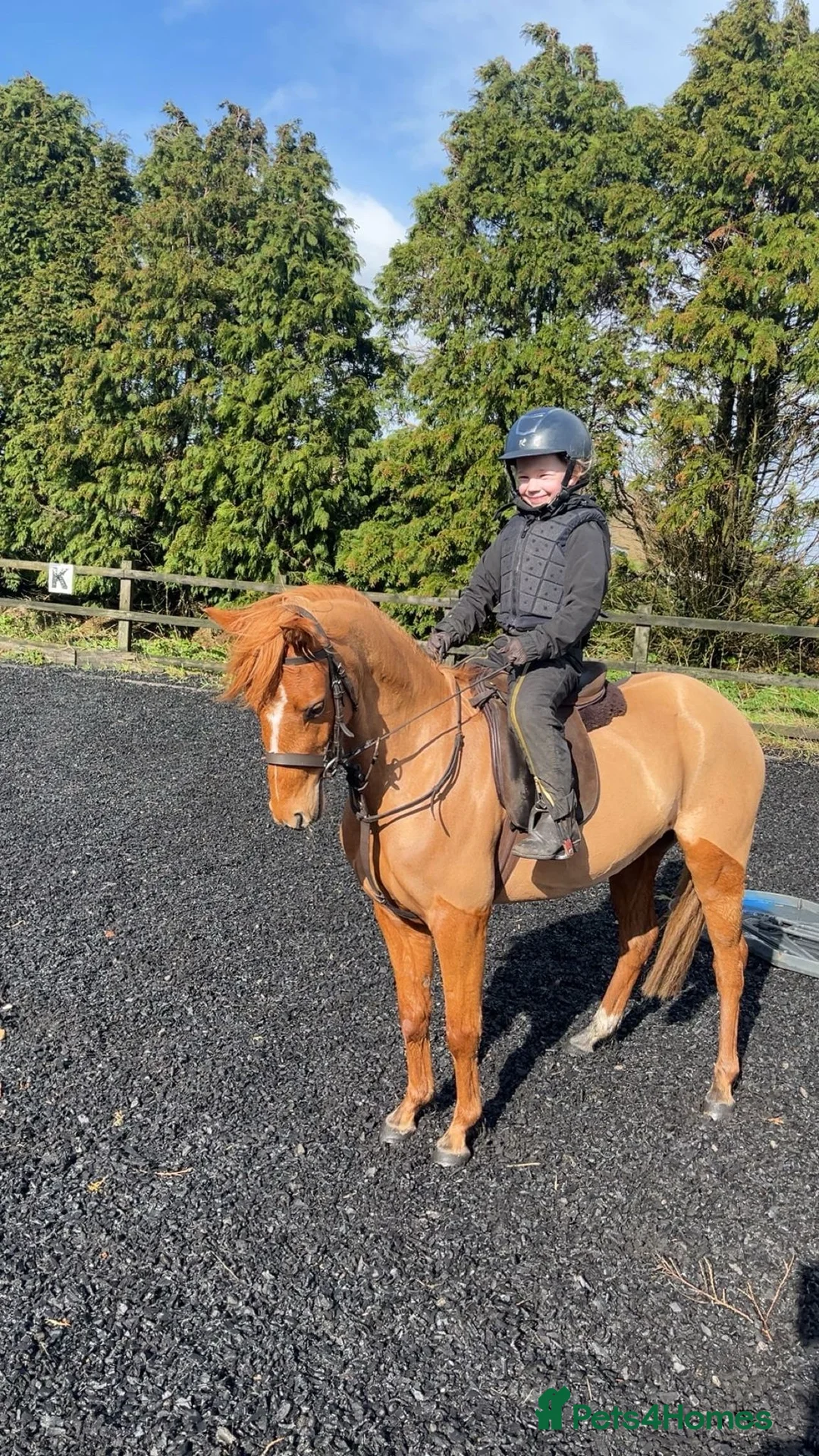 British Warmblood horses for sale: British riding pony in Bishop Auckland - Advert 1