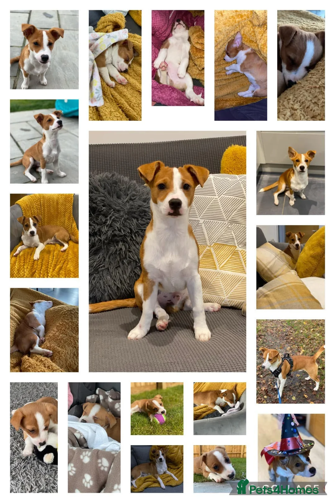 Jack Russell dogs for stud: STUD - Handsome Jack Russel boy 🐶  - Advert 3