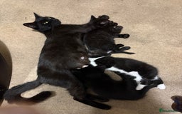 Domestic Shorthair cats for sale: Beautiful all black female kitten ready to leave - Image 8